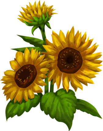 Detailed Illustrated Sunflowers